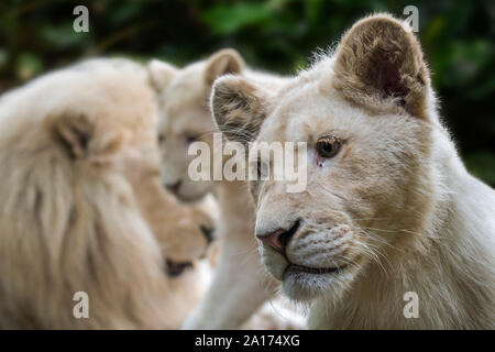 Les jeunes mâles et blancs leucistic lions (Panthera leo krugeri) morph rare d'une maladie génétique appelée leucism causée par un allèle récessif Banque D'Images