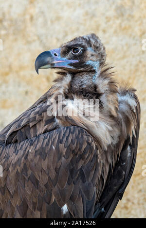 Cinereous vulture urubu noir eurasienne / / (Platycnemis moine monachus) portrait en gros, originaire de France, l'Espagne et l'Asie Banque D'Images