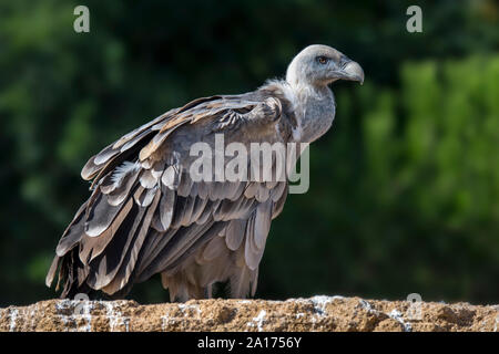 Vautour fauve (Gyps fulvus) perché sur le roc, originaire d'Espagne et de la France en Europe Banque D'Images