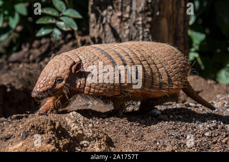 Jaune mignon / armadillo armadillo bagués à six (Euphractus sexcinctus) nourriture au crépuscule, originaire de l'Amérique du Sud Banque D'Images