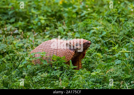 Armadillo jaune / six-banded armadillo (Euphractus sexcinctus) se nourrissent dans les prairies, originaire de l'Amérique du Sud Banque D'Images