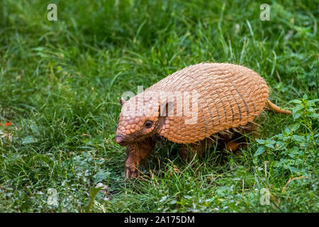 Jaune mignon / armadillo armadillo bagués à six (Euphractus sexcinctus) se nourrissent dans les prairies, originaire de l'Amérique du Sud Banque D'Images