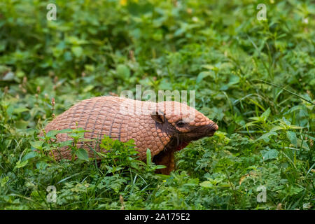 Jaune mignon / armadillo armadillo bagués à six (Euphractus sexcinctus) se nourrissent dans les prairies, originaire de l'Amérique du Sud Banque D'Images