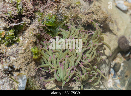 L'Anémone Anemonia viridis (Snakelocks) Banque D'Images
