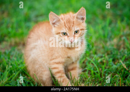 Jeune chat mâle orange s'asseoir sur l'herbe avec fond vert floue Banque D'Images