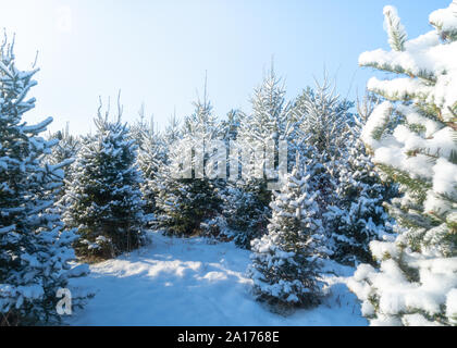 Arbres couverts de neige à une ferme d'arbres de Noël. Banque D'Images