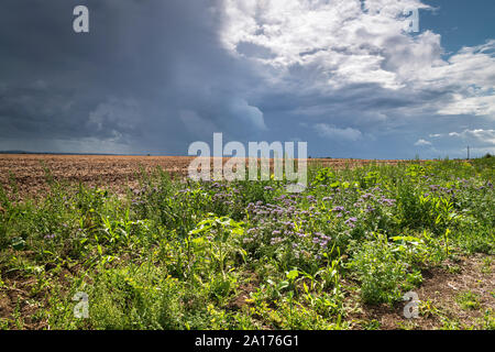 La colère des nuages sombres qui pèse sur l'île de Sheppy campagne pendant une période de temps incertain, Kent, Angleterre. 19 août 2019 Banque D'Images