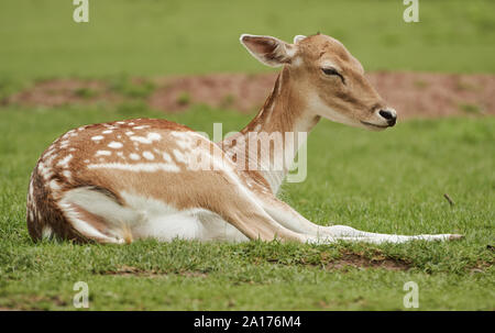 Un jeune daim couché dans l'herbe d'une prairie (Dama dama) Banque D'Images