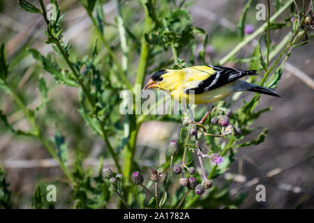Chardonneret jaune mâle se nourrissant d'un chardon Banque D'Images