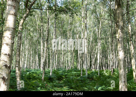 Plantation Silver Birch Banque D'Images