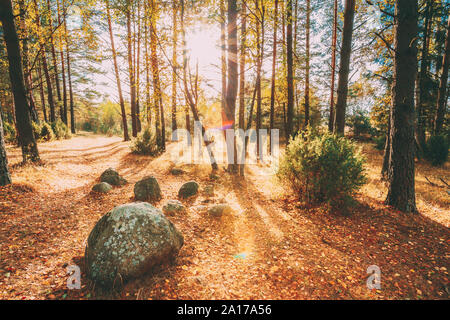 Les pierres, les roches à partir de l'âge de glace dans la belle forêt d'automne sauvage pendant le coucher du soleil lever du soleil. Le Bélarus, la Réserve de biosphère de Berezinsky. Automne Peacefu Banque D'Images