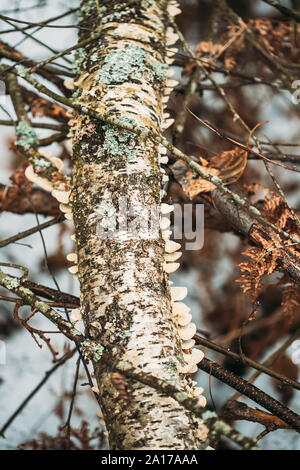 Le Bélarus. Polypore Champignon sur tronc d'arbre en automne des mauvais jours. Les champignons et leur support, les organes de fructification sont appelés crève. Banque D'Images