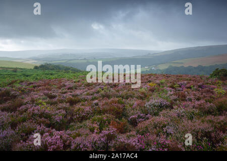 Vue des pluies plus commune de Porlock Horner Bois vers Dunkery Beacon. Parc National d'Exmoor. Le Somerset. UK.