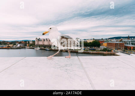 Oslo, Norvège. White Hat signe Seagull sur plate-forme d'observation sur les toits de la ville d'Oslo. Banque D'Images