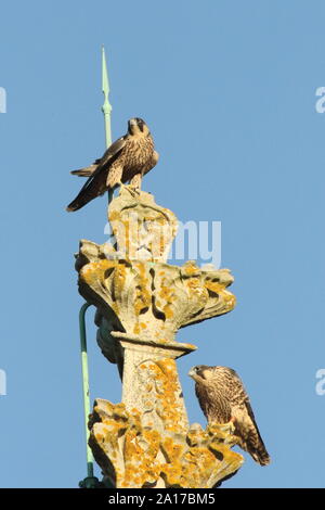 Le faucon pèlerin sur la cathedra spire Banque D'Images