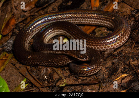 Xenopeltis unicolor Sunbeam (serpent) de Kaeng Krachan National Park, Thaïlande. Banque D'Images