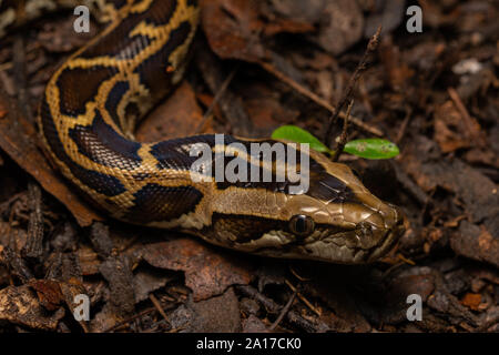 Python birman (Python bivittatus) du parc national de Kaeng Krachan, Thaïlande. Banque D'Images