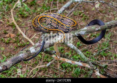 À rayures jaune Racer (Coelognathus flavolineatus) du parc national de Kaeng Krachan, Thaïlande. Banque D'Images