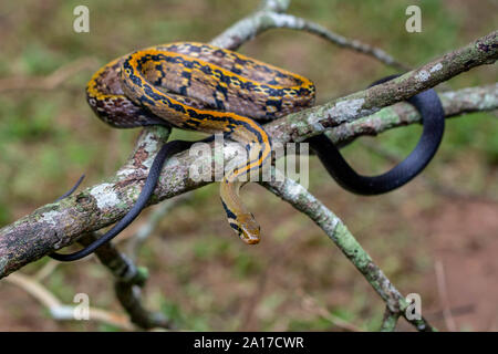 À rayures jaune Racer (Coelognathus flavolineatus) du parc national de Kaeng Krachan, Thaïlande. Banque D'Images