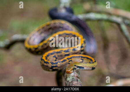 À rayures jaune Racer (Coelognathus flavolineatus) du parc national de Kaeng Krachan, Thaïlande. Banque D'Images