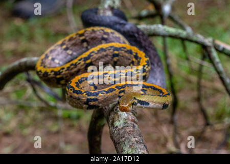 À rayures jaune Racer (Coelognathus flavolineatus) du parc national de Kaeng Krachan, Thaïlande. Banque D'Images