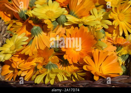 Arrière-plan avec Calendula. Herbes médicinales. L'été. Orange et jaune fleurs de souci dans la lumière du soleil. Le Calendula fleur, herbe, plante bio médecine Banque D'Images