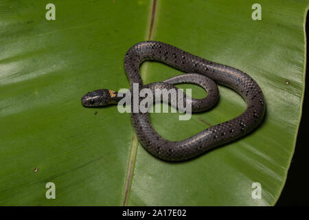 White-spotted Slug-manger (serpent) margaritophorus Stivakti Chalet de Province Phetchaburi, Thaïlande. Banque D'Images