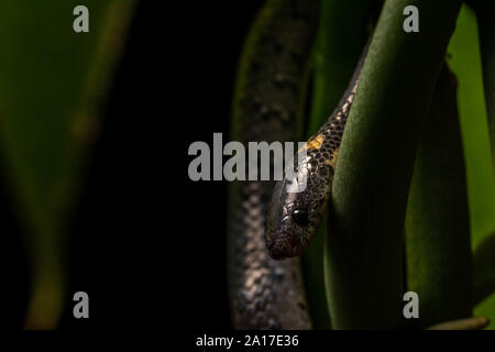 White-spotted Slug-manger (serpent) margaritophorus Stivakti Chalet de Province Phetchaburi, Thaïlande. Banque D'Images