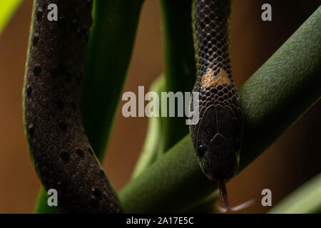 White-spotted Slug-manger (serpent) margaritophorus Stivakti Chalet de Province Phetchaburi, Thaïlande. Banque D'Images