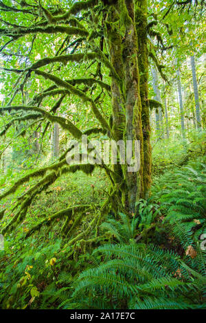 Arbres couverts de mousses et de fougères dans une forêt du nord-ouest du Pacifique à Silver Falls State Park dans l'Oregon Banque D'Images