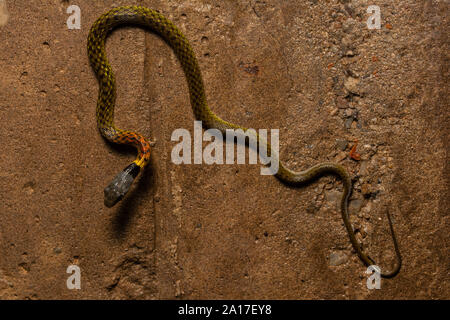 Red-necked Rhabdophis subminiatus (Keelback subminiatus) de Hong Kong. Banque D'Images