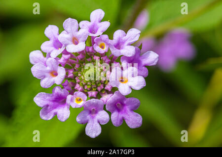 Macro photographie couleur de pourpre fleurs Lantana en fleurs sur fond vert. Banque D'Images