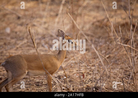 Femme Kirk's Dik Dik dans la brousse, l'article 30 à 40 cm de hauteur, c'est l'une des plus petites antilopes en Afrique de l'Est. Banque D'Images