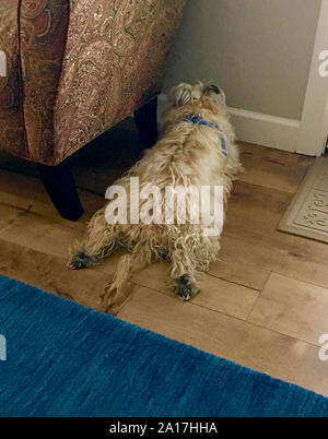 Chien avec sa face au mur pendant un épisode de dépression Banque D'Images