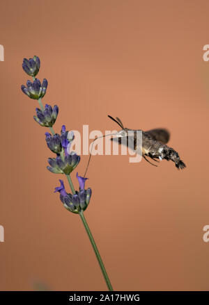 Hummingbird Hawk Moth Macroglossum stellatarum (papillon) Boire du nectar de fleur au cours de vol stationnaire Banque D'Images