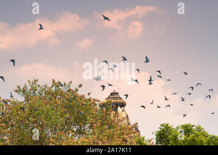 Les volées de pigeons de roche sur l'arrière-plan de temples indiens et les bosquets Banque D'Images