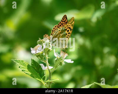 Melitaea probablement papillon sur fleur Black Berry. La vallée de la rivière, Pshish les principaux Caucasian ridge Banque D'Images