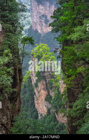 Pilier ciel Alléluia dans la montagne Tianzi mountain range, Avatar montagnes nature park, Zhangjiajie, Chine Banque D'Images