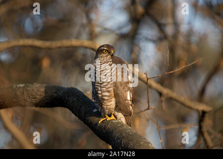 Sparrow hawk Accipiter, unique, bel oiseau de proie perché sur une branche Banque D'Images