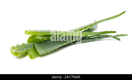 L'aloe vera isolé sur un fond blanc. Plusieurs branches d'une plante médicinale Banque D'Images