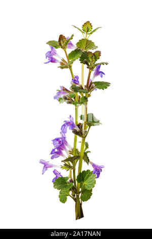 Succursale de la floraison ou de l'appelé cataire Nepeta cataria, isolé sur fond blanc. La plante est utilisée en médecine et comme assaisonnement pour l'alimentation Banque D'Images