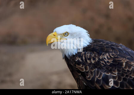 American Bald Eagle (Haliaeetus leucocephalus) au Zoo de Tenerife, Canaries, Espagne Banque D'Images