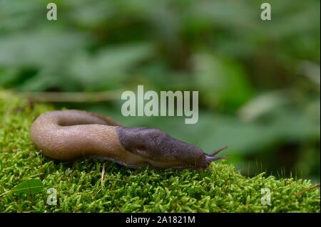 Frêne (Limax cinereoniger limace noire), variante de couleur, Radenthein, Carinthie, Autriche Banque D'Images