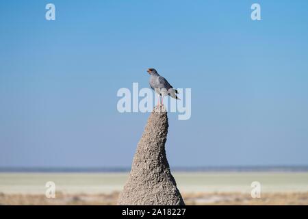 Le chant sombre Melierax metabates (Autour des palombes) sur termitière, Etosha National Park, Namibie Banque D'Images