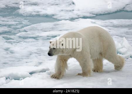 L'ours polaire (Ursus maritimus) s'exécutant sur banc de glace, la banquise limite, Spitsbergen, Norvège Banque D'Images