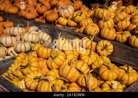 Orange et blanc les gourdes et les citrouilles à Farmer's Market, parfait pour l'Halloween et Thanksgiving décorations d'automne Banque D'Images