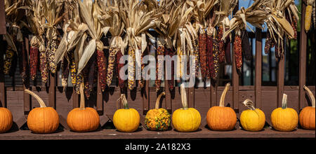 Les citrouilles et le maïs sur l'affichage à Farmer's Market, prêt pour l'Halloween et Thanksgiving vacances d'automne. Banque D'Images