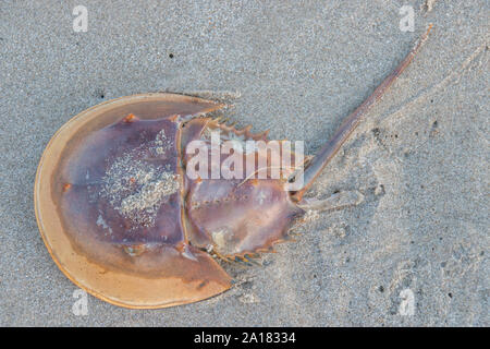 Menacé les juvéniles d'limule (Limulus polyphemus) et est sur la Liste rouge de l'UICN. Banque D'Images