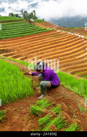 Femme Hmong noirs travaillant dans une terrasse de riz en Mu Cang Chai, Yen Bai, dans la province nord-ouest du Vietnam. Banque D'Images