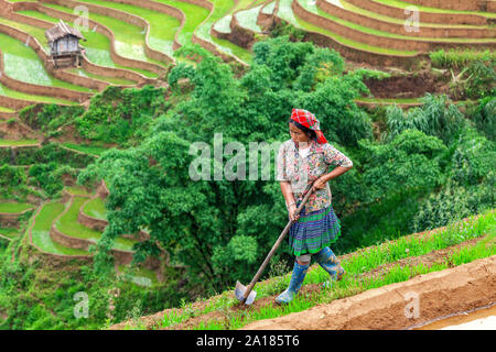 Femme Hmong noirs travaillant dans une terrasse de riz en Mu Cang Chai, Yen Bai, dans la province nord-ouest du Vietnam. Banque D'Images